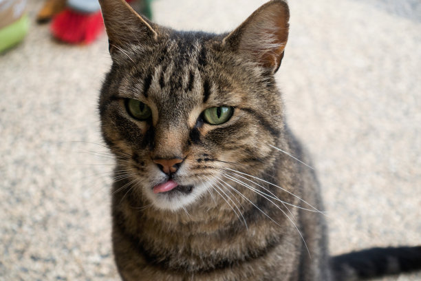斑纹猫