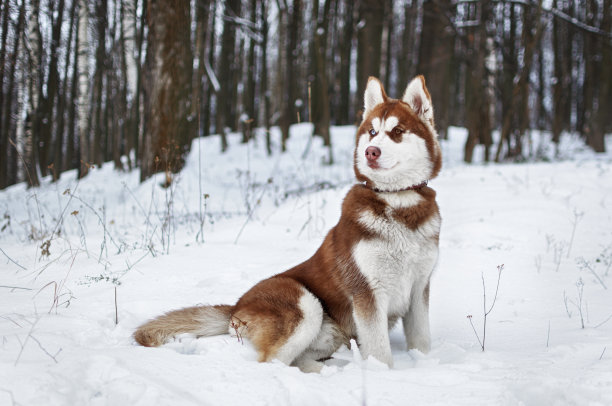 阿拉斯加雪橇犬