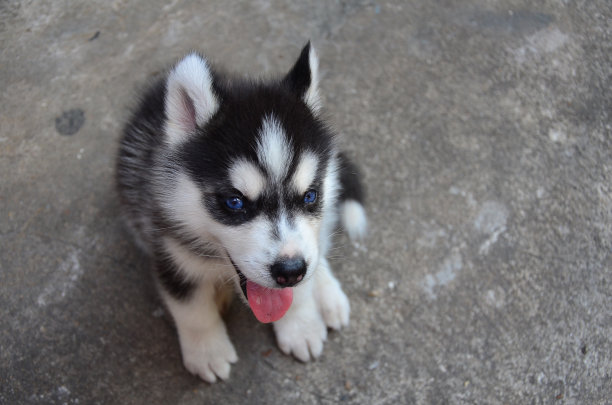 纯种犬