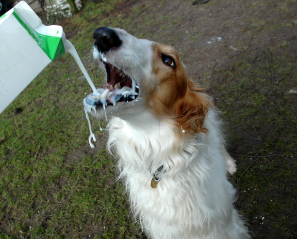 苏俄牧羊犬