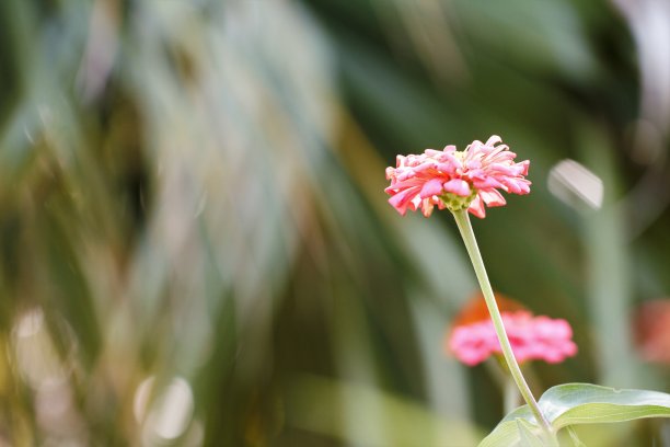 粉红色的百日菊，以散景和光束为背景