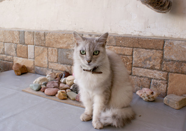 小猫