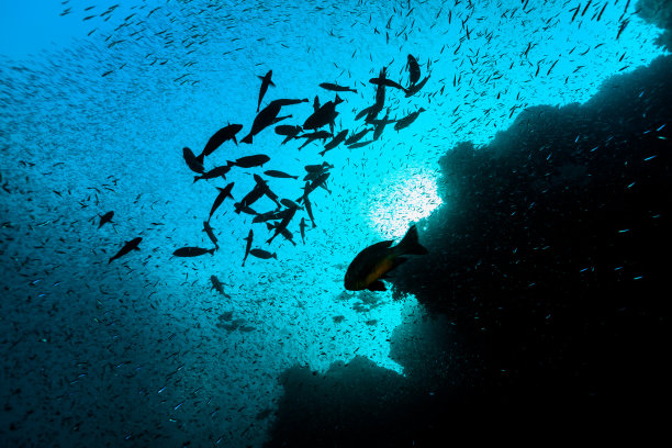 Indopacific Ocean