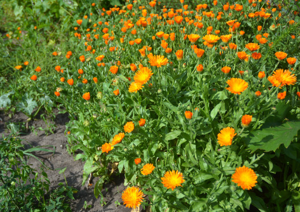 金盏花花坛为金盏花茶和金盏花油。