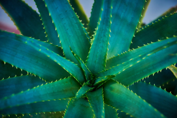 龙舌兰属植物