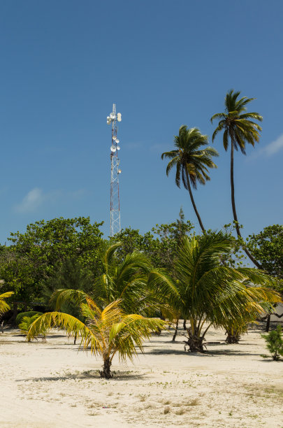 蓝天背景下的手机发射塔和棕榈树。移动网络的概念