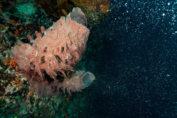 满月后的第9天，印度尼西亚班达岛北部，巨型桶状海绵Xestospongia testudinaria壮观的产卵