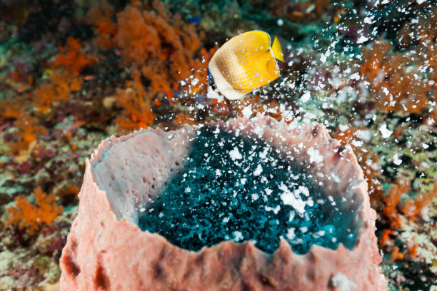印度尼西亚班达岛附近的巨型桶状海绵产卵区，蝴蝶鱼免费享用早餐