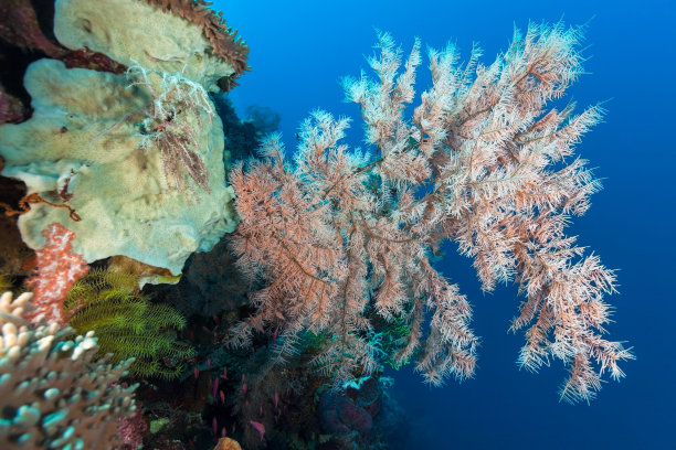 Indopacific Ocean