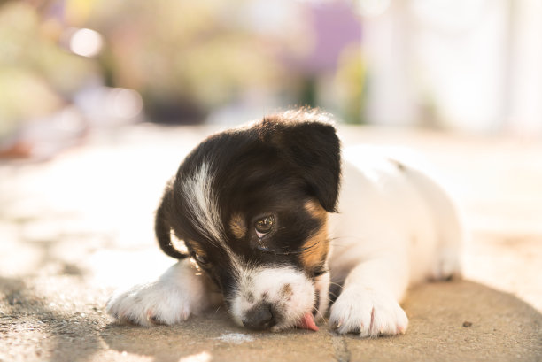 杰克拉瑟短腿犬