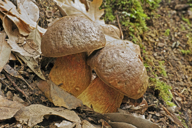 胡椒牛肝菌