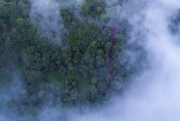 澳大利亚雾中的森林的区域视图