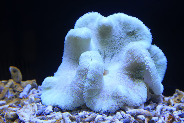 刺胞动物