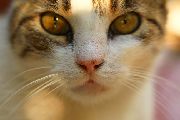 猫科动物