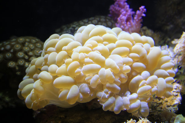 刺胞动物