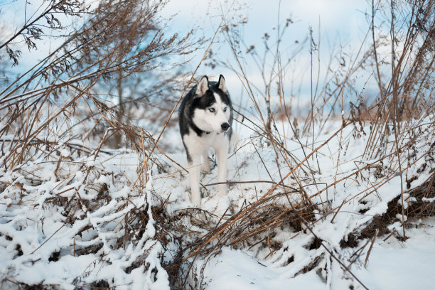 阿拉斯加雪橇犬