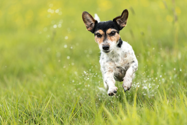 一只狗跑过绿色潮湿的草地-杰克罗素梗狗7岁-发型断了