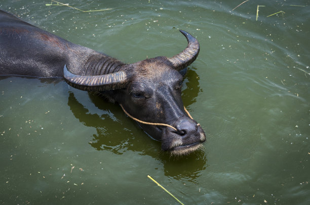 阳朔家养水牛