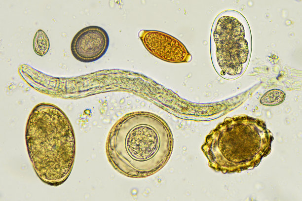 微生物学