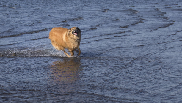特弗伦犬