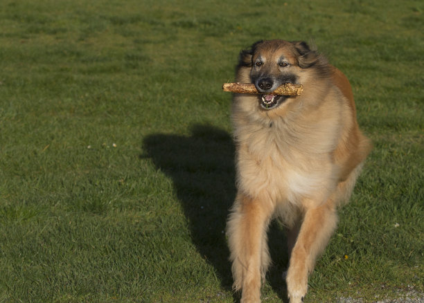 特弗伦犬