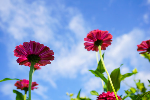 鱼尾菊