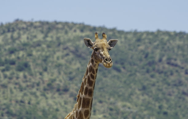南非兰尼斯堡国家公园的野生长颈鹿