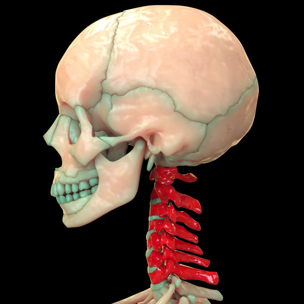人體骨骼脊柱(頸椎)解剖學