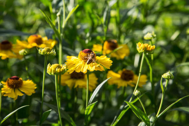 夏天的一天，蜜蜂在黄花上的特写