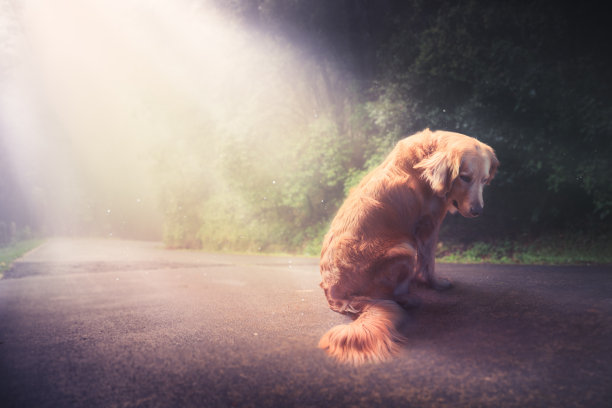 寻回犬