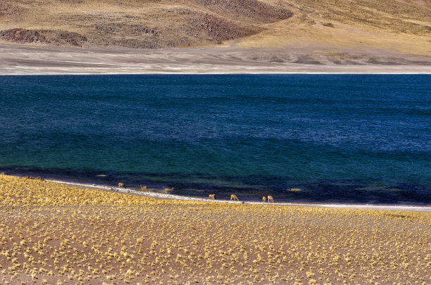 Miscante Lagoon
