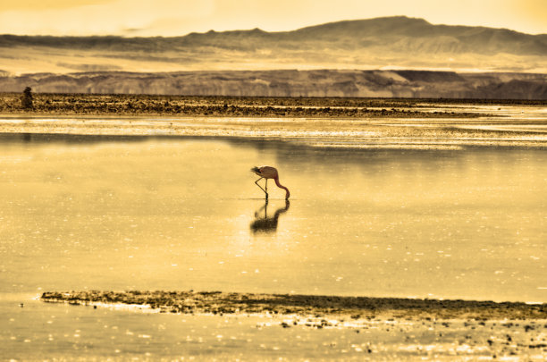 Miscante Lagoon