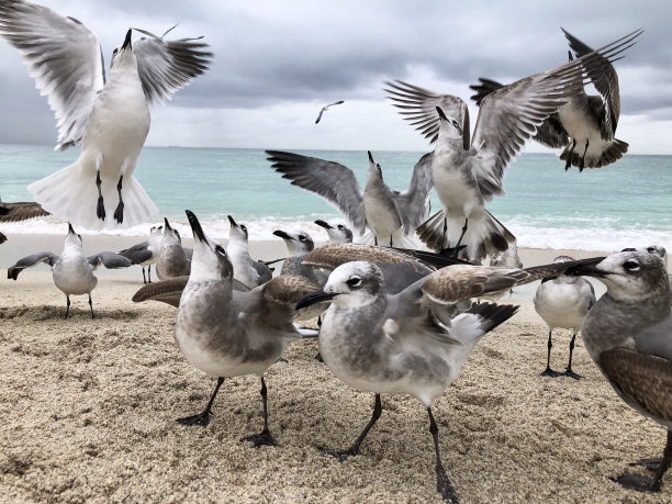 海鸥聚集在海滩上