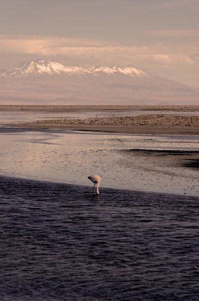 Miscante Lagoon