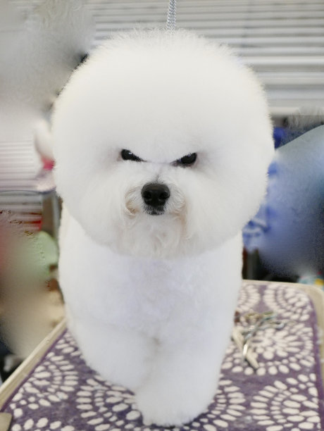 比熊犬