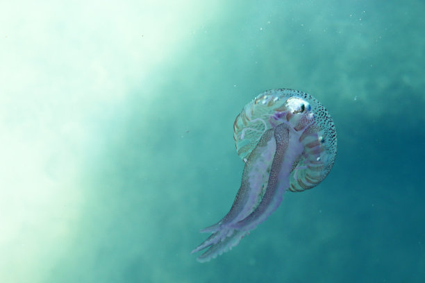 紫纹水母