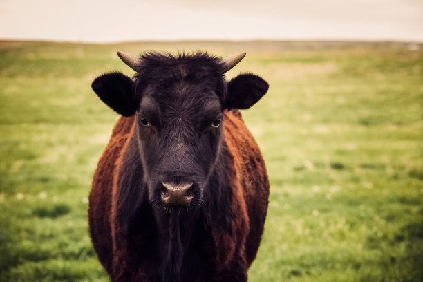 漂亮的黑色和棕色母牛母牛与短角近距离看镜头