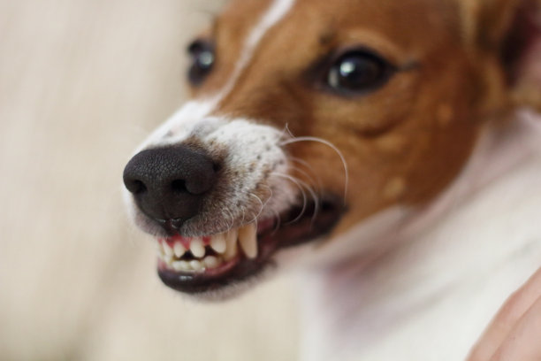 杰克拉瑟短腿犬