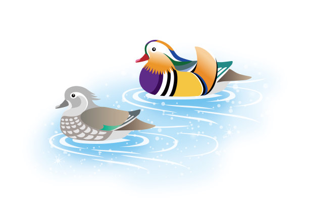 一对鸳鸯,孤立在白色背景上.