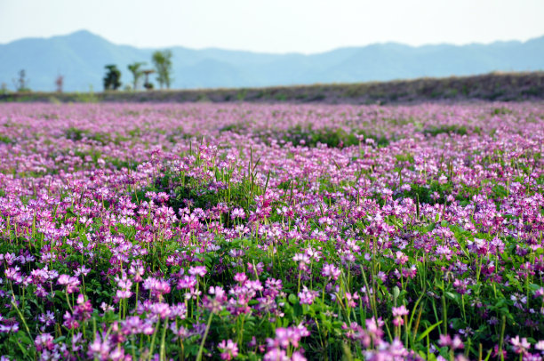 紫花苜蓿(也叫紫花苜蓿)地