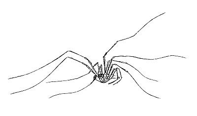 phalangioides，通常被称为长腿蜘蛛爸爸，长腿蜘蛛爷爷，木匠蜘蛛，长腿蜘蛛爸爸，或振动蜘蛛