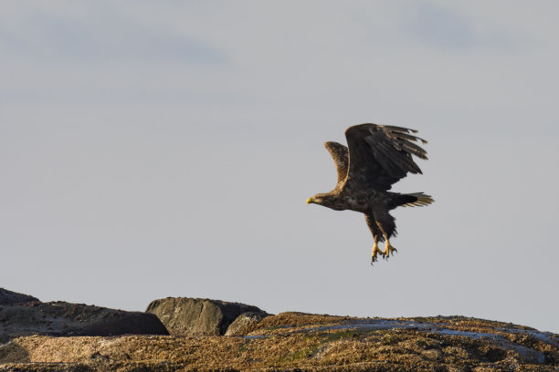 挪威海面上飞过岩石的白尾鹰或海鹰
