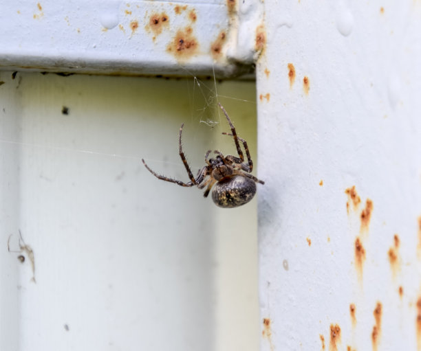 横木的雌蜘蛛织网。篱笆上的蜘蛛。