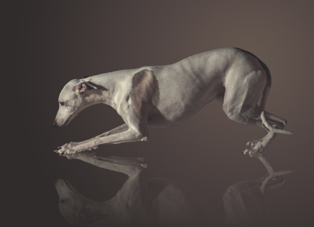 苏俄牧羊犬