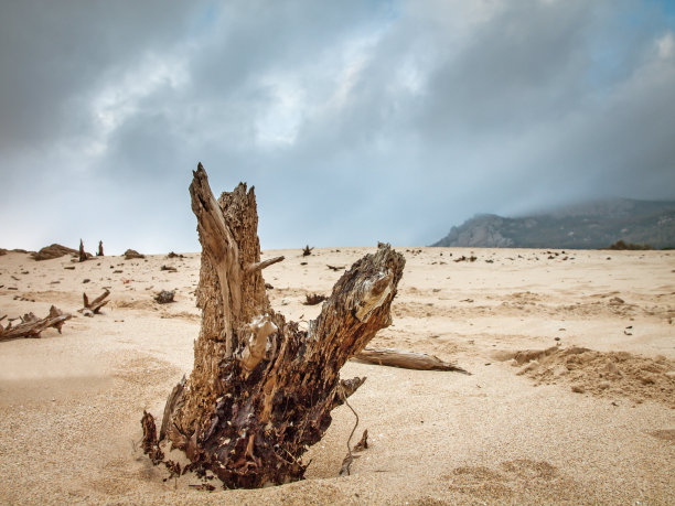 在西班牙安达卢西亚塔里法的一个沙丘上休息的一棵干燥的树
