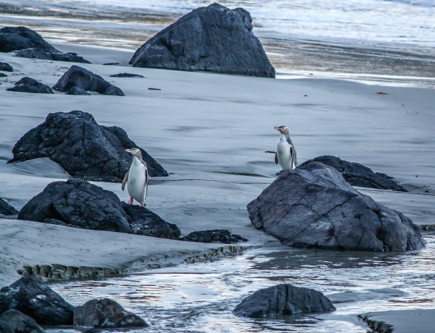 新西兰海熊