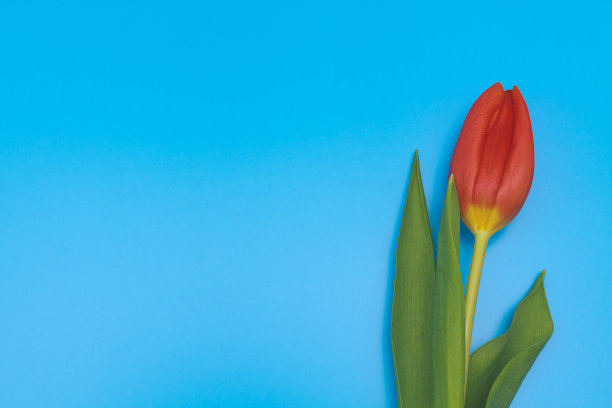 一个新鲜的红色郁金香在蓝色柔和的背景。