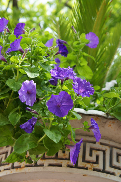 紫色矮牵牛花与装饰旧花盆