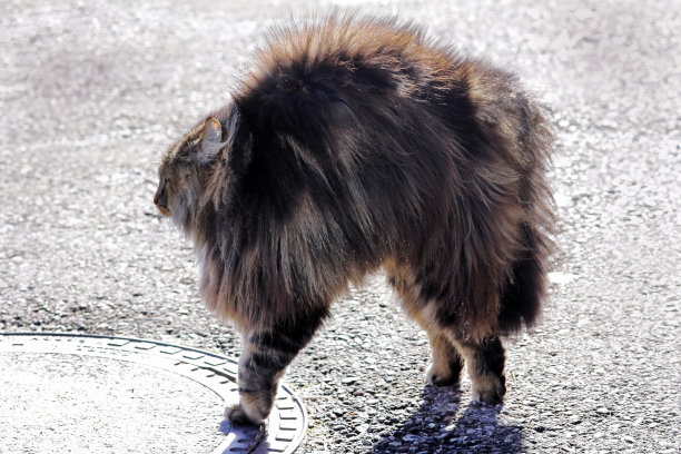 长毛猫