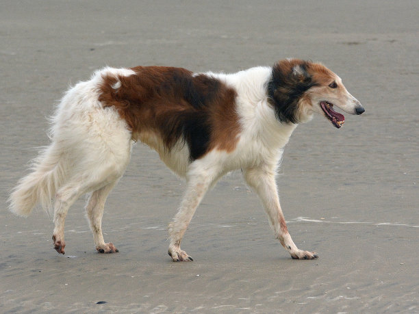 苏俄牧羊犬